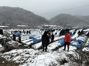 예천군농업기술센터, 인삼밭 피해 복구 '구슬땀'