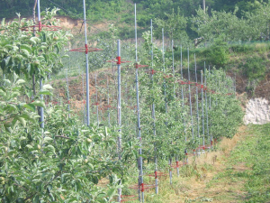 영주시, 10㏊ 과수원 1억 지원