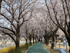 상주시, 벚꽃 드라이브 로드 출발∼