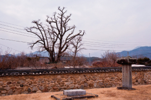 경상북도, 보호수 스토리텔링으로 '관광자원화'