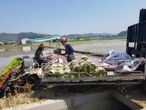 고령군 대가야읍, 올 첫 모내기