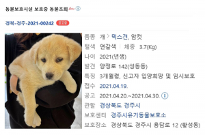 경주시 유기동물보호소, 입양센터 역할 '톡톡'
