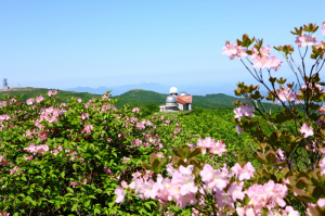 '2021 영주 소백산 철쭉제' 온라인으로 만나요