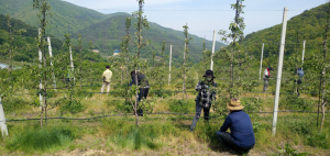 김천시 증산면, 농촌 일손 돕기 나서