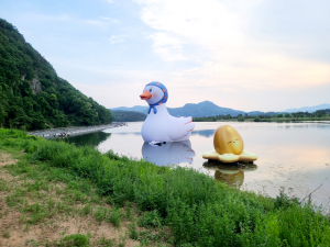 상주시 경천섬에 낙동강 오리알 '둥둥∼'