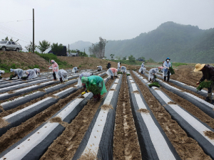 성주군, 가야산 황금들녘 메뚜기잡이 체험축제 준비 '착착'