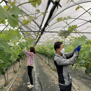 김천시, 포도순따기 농촌 봉사