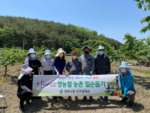 영천시,  복숭아 적과작업 지원… 새참도 준비
