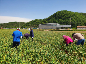 군위군 산성면, 일손 부족 농가 돕기'팔걷어'