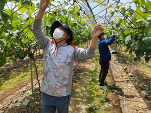 김천시 교통행정과, 포도 순 따기