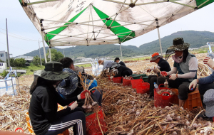 고령군, 마늘 수확기 맞아 일손돕기 '구슬땀'