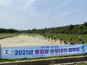 전국농민회총연맹 상주시농민회, 통일쌀 손모내기 행사