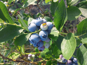 상주시 '오디·산딸기·복분자' 맛보러 오세요