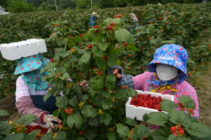 '새콤달콤' 청도 산딸기에 반한 소비자들