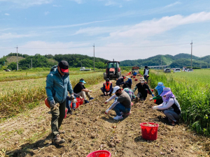 농가 인력난 숨통… 영천시 청통면·화북면, 일손지원
