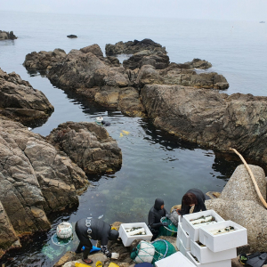 한국수산자원공단 동해생명자원센터, 경주 7개 해역에 전복 해삼 등 방류 