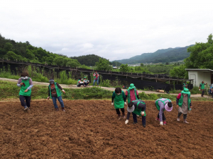 봉화군 물야면 새마을남녀지도자협의회 '사랑나눔 콩 심기'