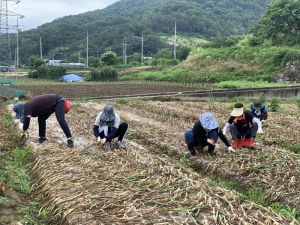 김천시 가족행복과, 양파 수확 돕기