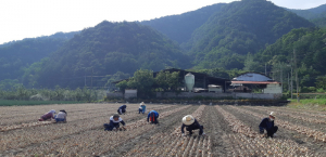 김천시 맑은물사업소, 농가서 구슬땀