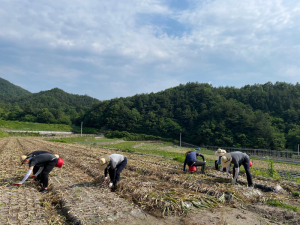 김천시 기획예산실, 양파 농가 '일손 돕기'