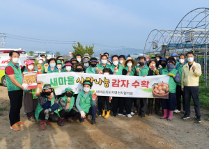 새마을지도자영천시협'사랑의 감자 나눔'