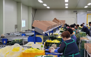 경주시, 피로회복에 제격 '이사금 멜론' 맛보세요