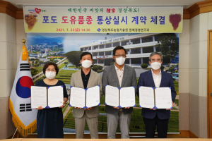 경상북도농업기술원, 포도 신품종 골드·루비스위트 보급 '만전'