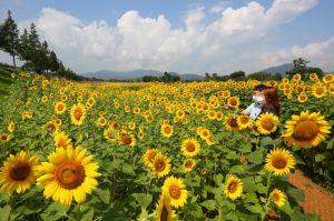 경주 남천 둔치 '해바라기 물결'