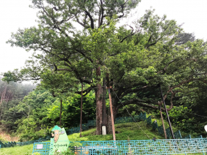 울진군 쌍전리 '산동배나무' 후계목 양성
