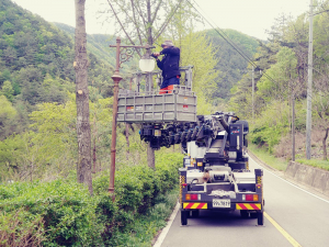 청송군, 지방도 시거장애목 정비 '힘'