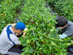 영양군 일월면, 고추 농가 일손 돕기 '구슬땀'