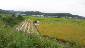 의성군 구천면, 올 첫 벼베기 실시
