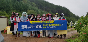 영양군 여성단체협의회, 농촌 일손 돕기 '구슬땀'
