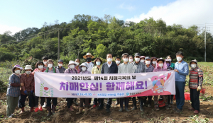 의성군 봉양면 치매보듬마을, 고구마 수확