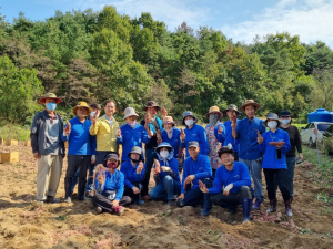 안동시 강남동 주민자치회, 사랑의 고구마 수확