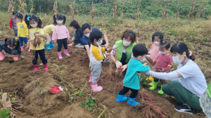 성주군, 고사리 손으로 수확의 기쁨 '만끽'