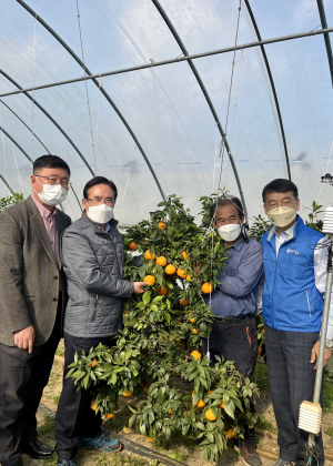 경상북도농업기술원'황금향'무가온 재배에 성공