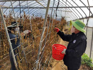 상주시 외서면, 고추밭 정비