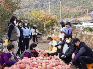 군위군 농업기술센터, 사과 수확 '힘 보태'