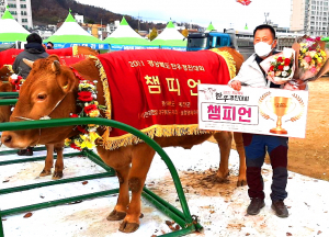 문경시 '경북 최고 명품 문경약돌한우' 우수성 입증