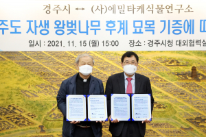 제주도 자생 왕벚나무, 경주시에 뿌리 내린다