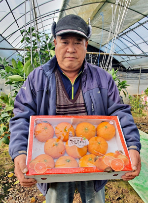 독특한 향·과즙 팡팡 '영천레드향' 맛보세요