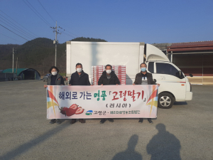 '고령딸기' 러시아 수출길… 해외 입맛 저격