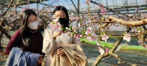 경산시 압량면 백안리 수줍게 핀 복숭아꽃 겨울 끝, 봄이 온다 
