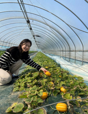 경산시 압량읍, 아삭아삭 달고 향긋한 경산맛난참외 첫 출하