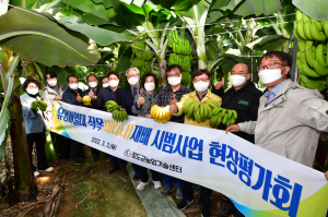 '청도 속에 제주' 꿈그린농원, 달콤하고 부드러운 '청도 바나나' 첫 수확 개시