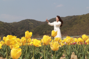 안동시 '직조놀이터 with 작은튤립축제' 개최