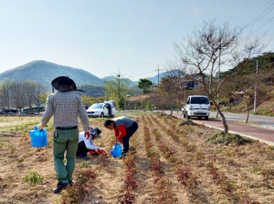 영천시 자양면, 도로변 화단 '꽃 활짝'