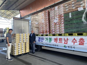 달달 경산 거봉포도, 베트남까지 소문났다
