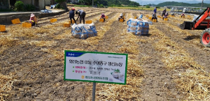 영천시, 주아종구 314t 마늘 재배농가에 공급